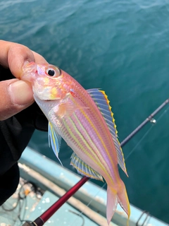 イトヨリダイの釣果