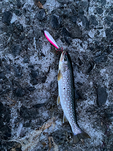 アメマスの釣果