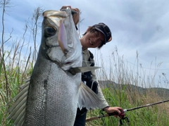 ヒラスズキの釣果