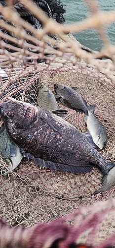 チヌの釣果