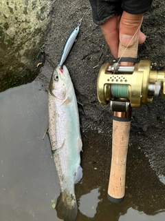 ニジマスの釣果