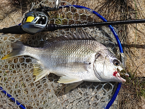 キビレの釣果