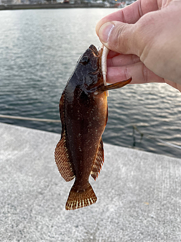 アイナメの釣果