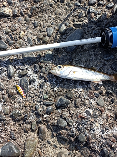 クロムツの釣果