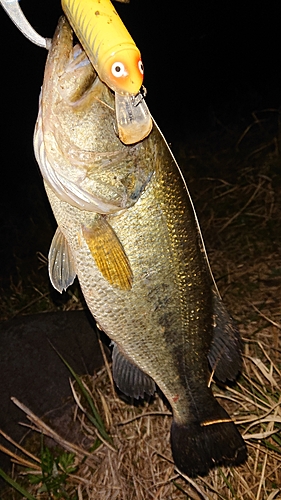 ラージマウスバスの釣果