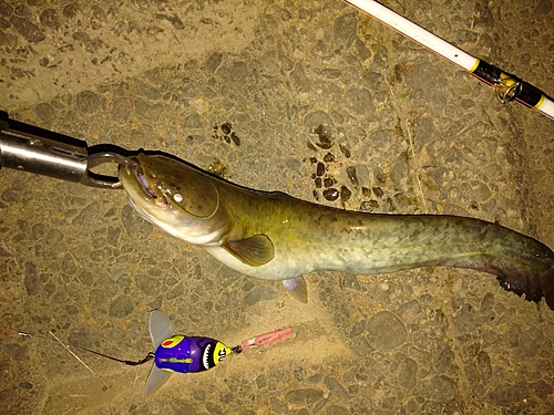 マナマズの釣果