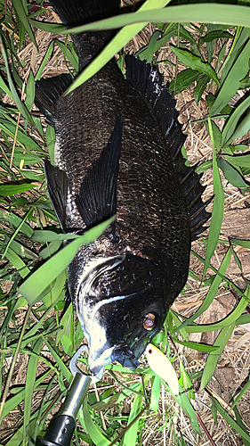 チヌの釣果