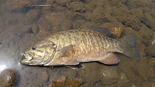 スモールマウスバスの釣果