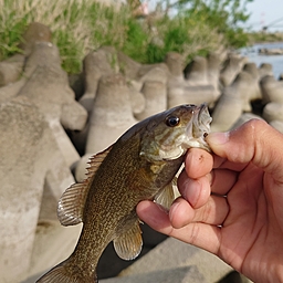 スモールマウスバス