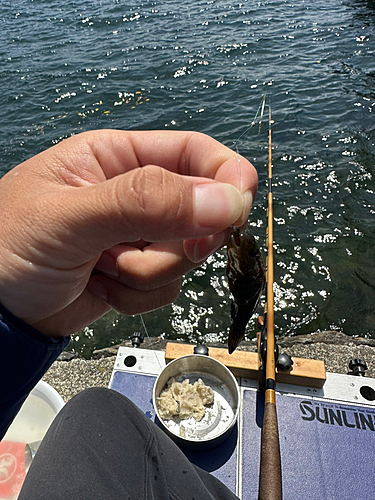 チチブの釣果