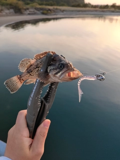 ソイの釣果