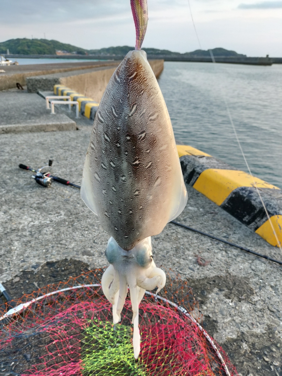 モンゴウイカ