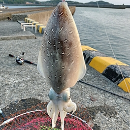 モンゴウイカ