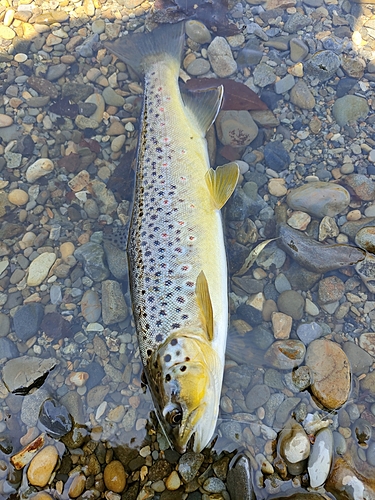 ブラウントラウトの釣果