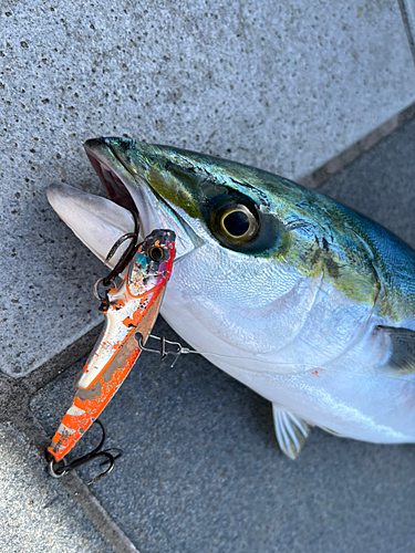 ハマチの釣果