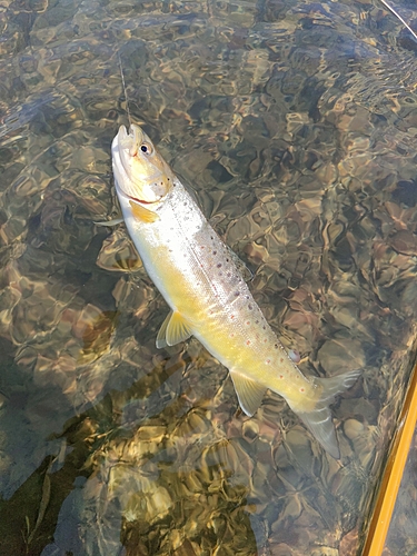 ブラウントラウトの釣果