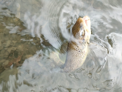 ブラウントラウトの釣果