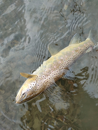 ブラウントラウトの釣果