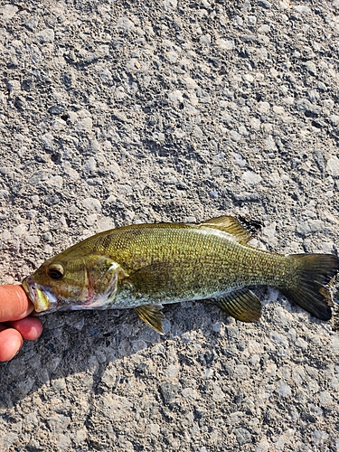 スモールマウスバスの釣果