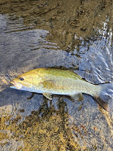 スモールマウスバスの釣果