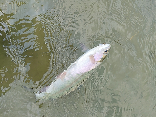 ニジマスの釣果