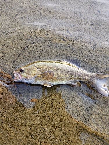 スモールマウスバスの釣果