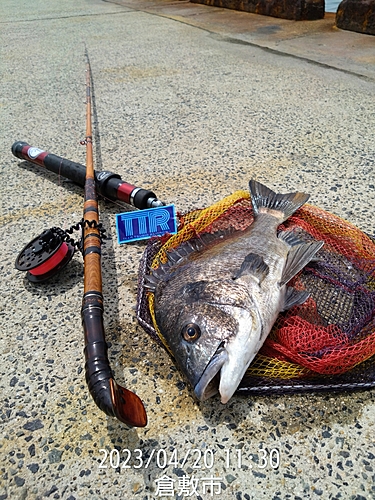 クロダイの釣果