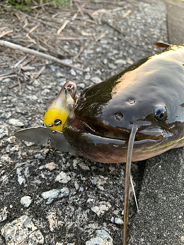 ナマズの釣果