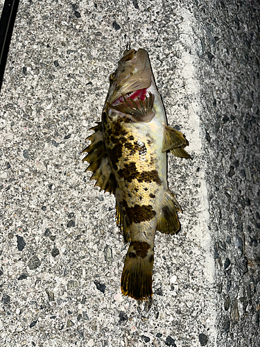 タケノコメバルの釣果