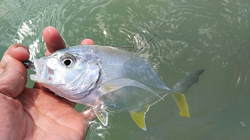 メッキの釣果