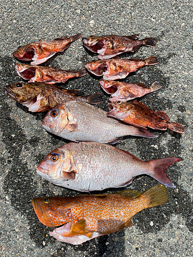 タイの釣果