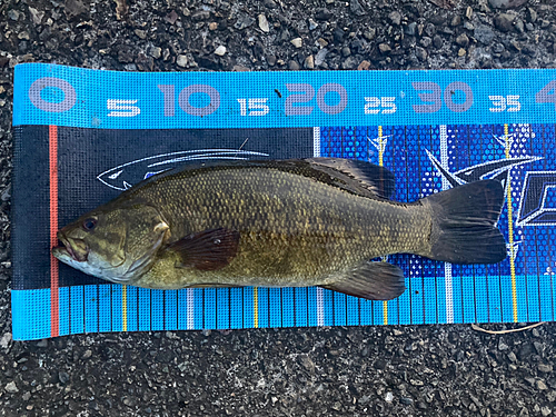 スモールマウスバスの釣果