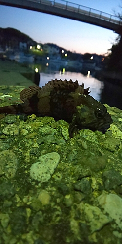 タケノコメバルの釣果