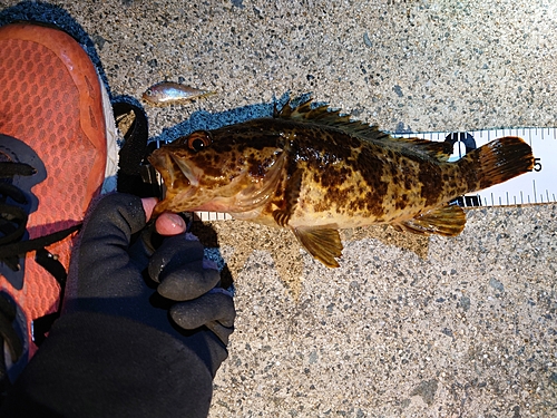 タケノコメバルの釣果