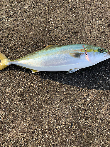 イナダの釣果