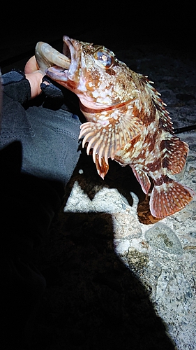 カサゴの釣果