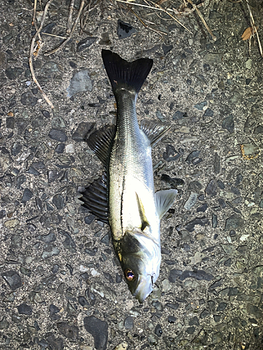 セイゴ（マルスズキ）の釣果