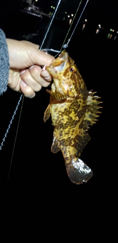 タケノコメバルの釣果