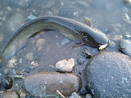 ナマズの釣果