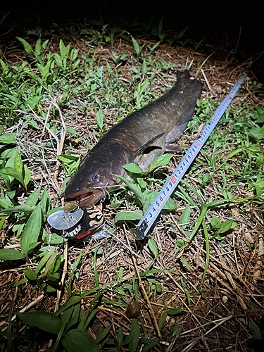 ナマズの釣果