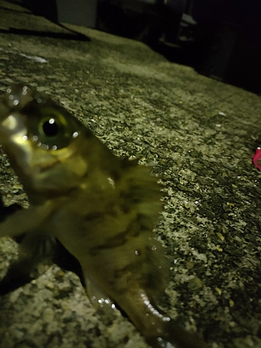 タケノコメバルの釣果