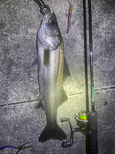 シーバスの釣果