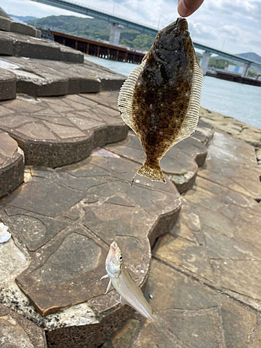 キスの釣果