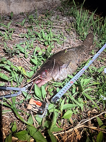 ナマズの釣果