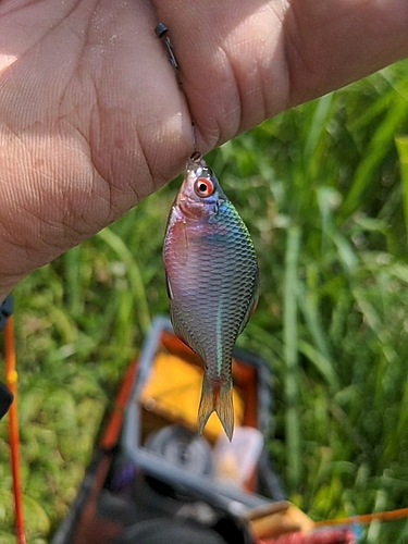 タナゴの釣果