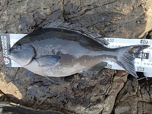 オナガグレの釣果