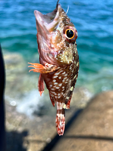 アラカブの釣果