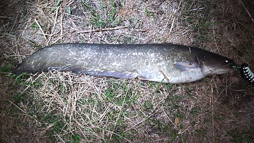 ナマズの釣果