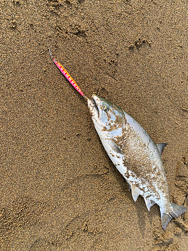 サクラマスの釣果