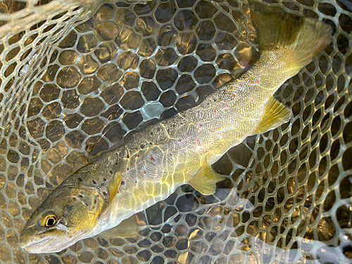 ブラウントラウトの釣果